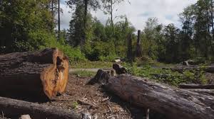 Best Tree Maintenance Programs  in Laurel, VA