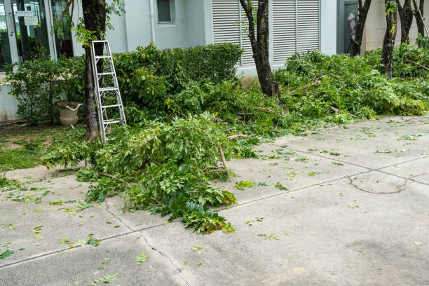 Best Tree Risk Assessment  in Laurel, VA