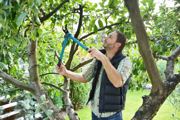 Tree and Shrub Care in Laurel, VA